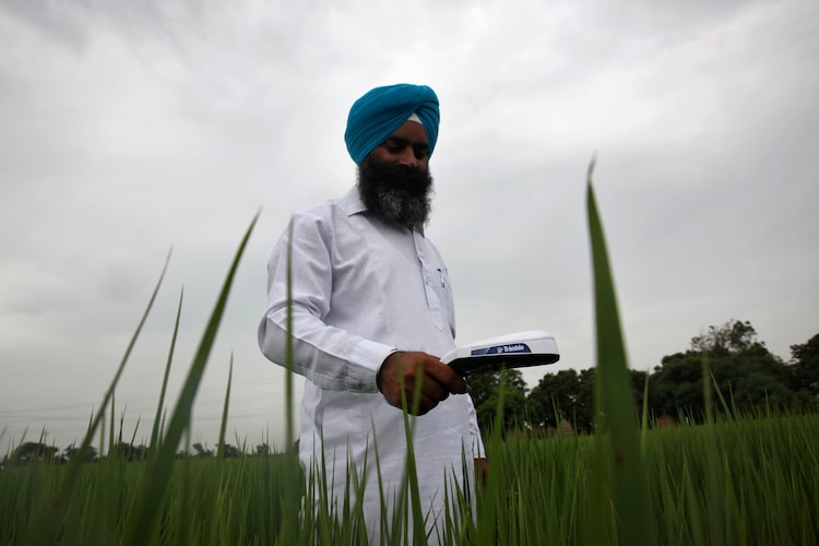 A farmer measures nitrogen level in his paddy field in Karnal, Haryana. (Photo: Reuters)
