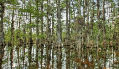 DEP highlights 2025 environmental achievements