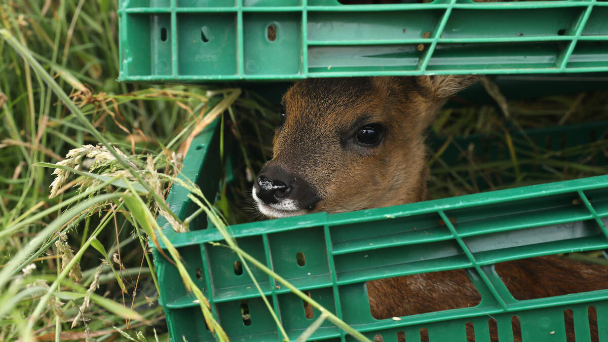 Ein gerettetes Kitz ist ein Kitz, das von seiner Mutter wieder angenommen wird.