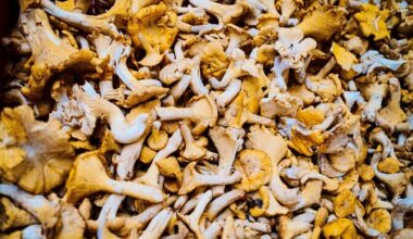 Cranes and chanterelles: 'Extraordinary' December ends Estonia's 3rd warmest year on record | News