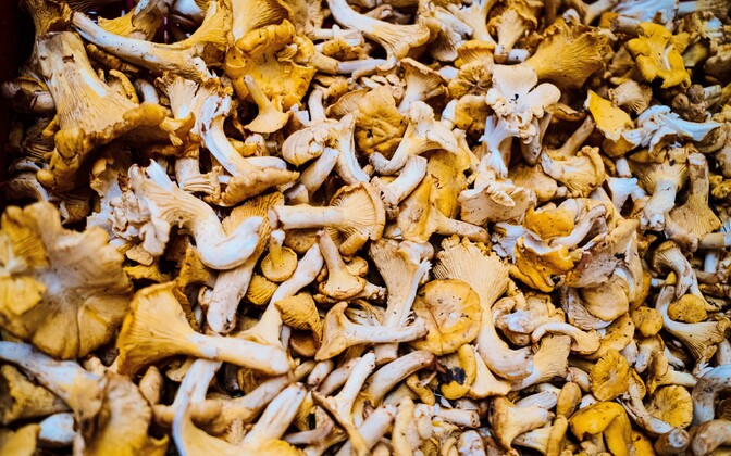Cranes and chanterelles: 'Extraordinary' December ends Estonia's 3rd warmest year on record | News