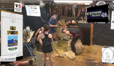 Whanganui shearer Simon Goss breaks world shearing record with 732 ewes in nine hours