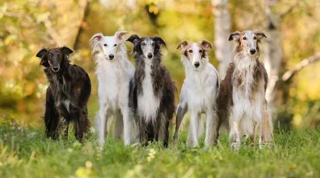 Svilnate hrte, elegantne pse z značilno svilnato dlako, ki so v Evropo prvič prišli leta 1998, je Slovenija kot pasmo na državni ravni priznala že leta 2004. FOTO: Helena Arh