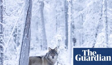 ‘We cannot say for sure these wolves come from Russia’: Finns try to fathom cause of record reindeer deaths | Wildlife