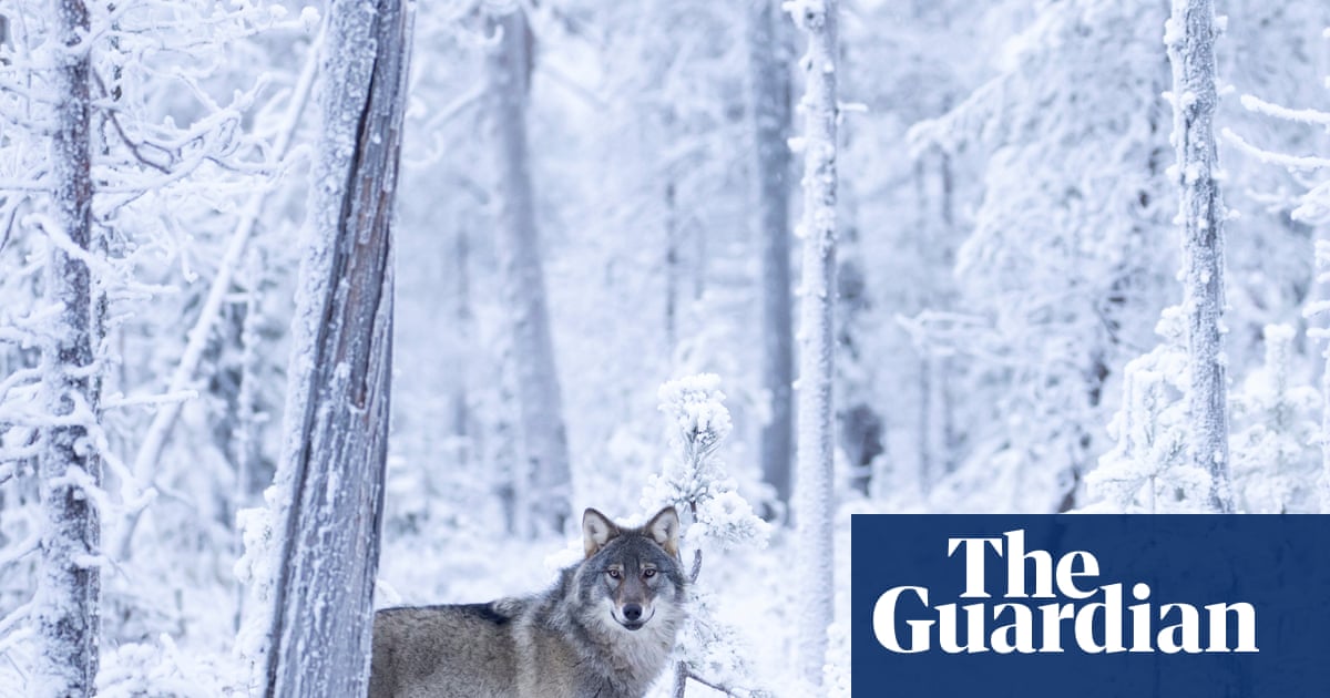 ‘We cannot say for sure these wolves come from Russia’: Finns try to fathom cause of record reindeer deaths | Wildlife