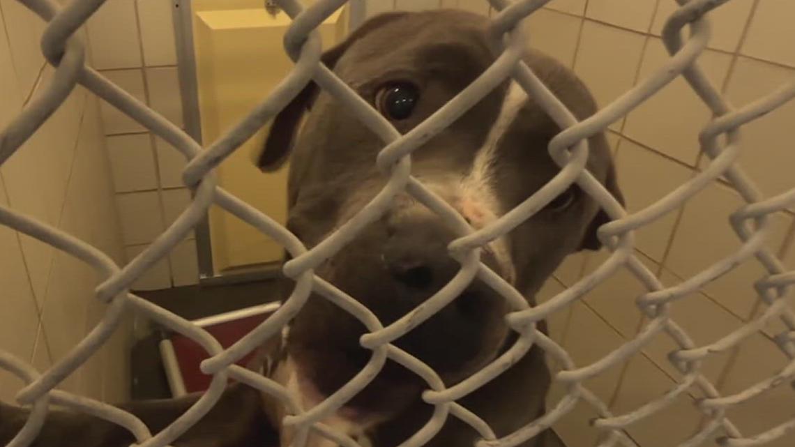 ‘Stop killing animals for space’ Councilman draws a line at City Hall