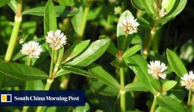 Japan struggles to weed out plant threatening agriculture, ecosystems