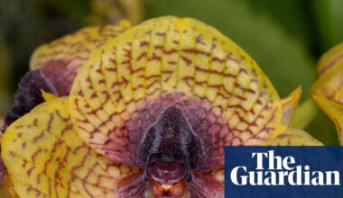 Fly-arousing orchid and zombie fungus among 2025 botanical and fungal finds | Plants