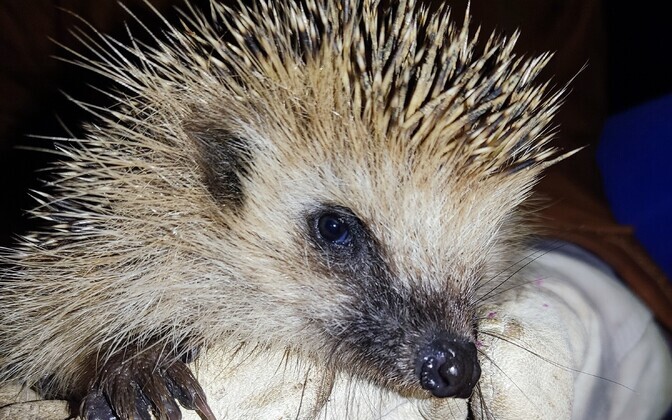 Hedgehog declared Estonia's Animal of the Year for 2026 | News