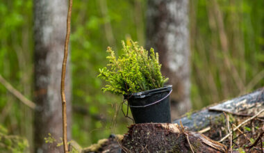 Riik valmistab ette eramaade metsastamiseks toetuse maksmist | Eesti