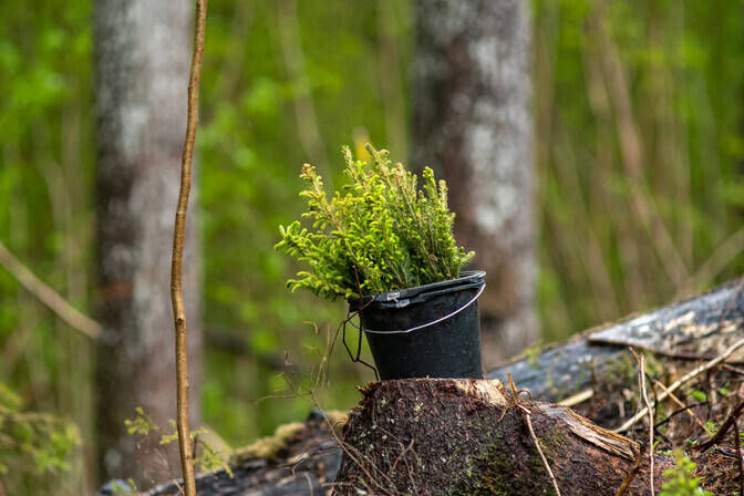 Riik valmistab ette eramaade metsastamiseks toetuse maksmist | Eesti