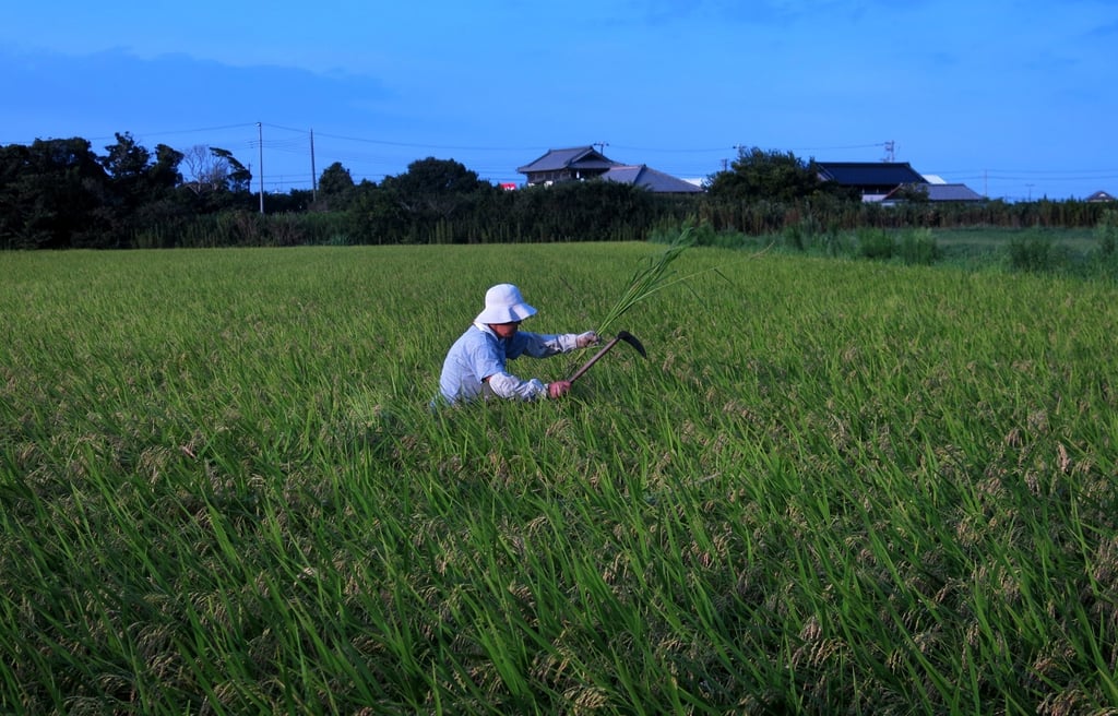 A Japanese farmer works in a rice field in Chiba. Photo: AFP
