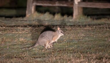 Wallaby pest control ramped up in central North Island containment zone