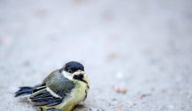 "Zähl mit uns": BirdLife Österreich ruft zur Vogelbeobachtung