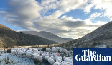 Country diary: A wave of relief on the farm with the inheritance tax change | Farming