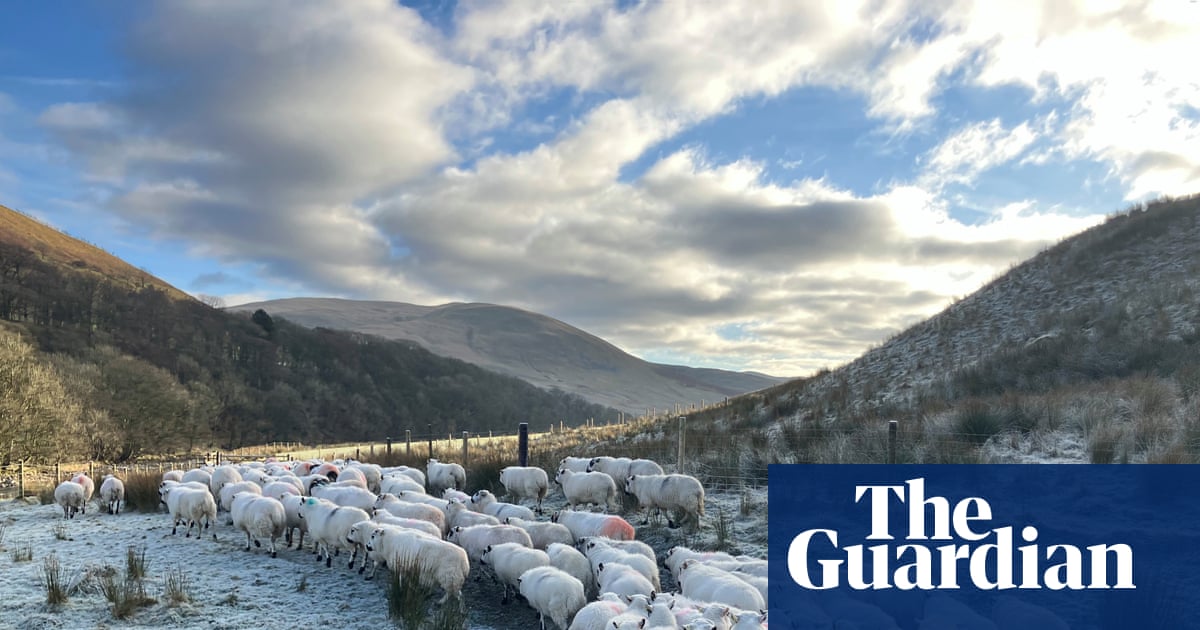 Country diary: A wave of relief on the farm with the inheritance tax change | Farming
