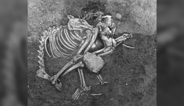 2,500 years ago, people in Bulgaria ate dog meat at feasts and as a delicacy, archaeological study finds