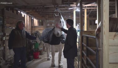 Rescheduled horse-drawn carriage rides expected to bring additional business to Old Wethersfield