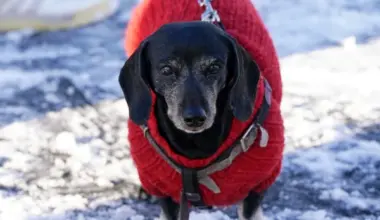 The temperature will drop, and the size of snowdrifts will increase – Latvia's weather forecast for the week