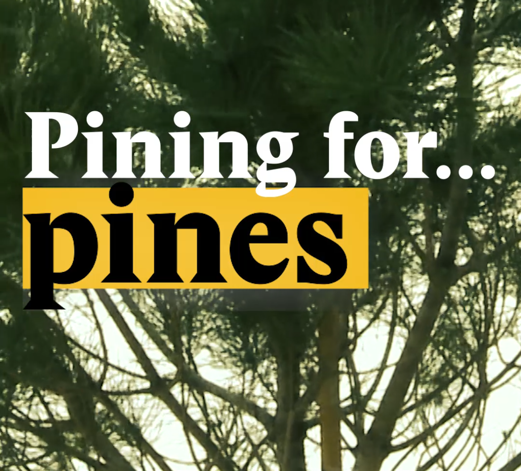 A cover image for a Nouvo video about how Swiss trees are being replaced by other types of trees because of climate change.