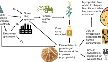 Green ammonia presents an opportunity to advance energy and food system sustainability in India
