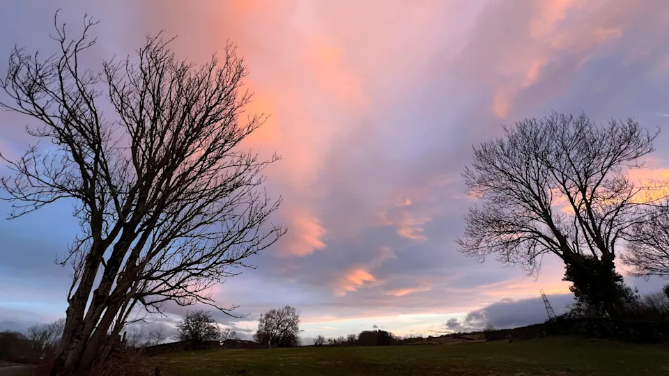A general view of a field dotted by trees with no leaves on them. The sky above is tinted rose with the evening light reflecting on the sparse clouds.