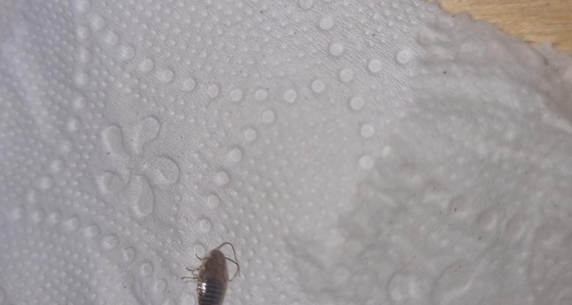 Bitte sagt mir, dass es nicht ist was ich denke.