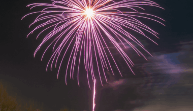 New Years' Dandelion