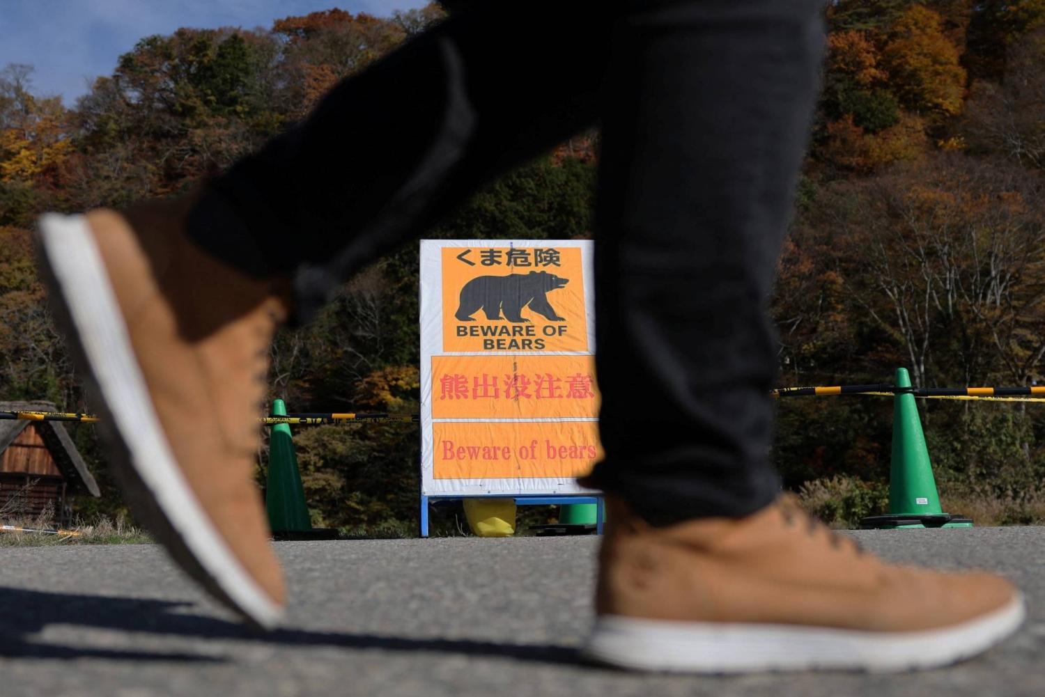 Japan sees record 47,000 Asian black Bear sightings over eight months