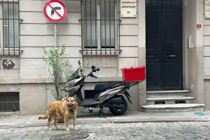 A street dog in Istanbul. Contrary to popular belief, many supposed street dogs in Greece, Bulgaria and Turkey have caregivers who look after them. Far more often than seriously emaciated dogs, you see street dogs that are overweight. Mirjam Schmitt/dpa