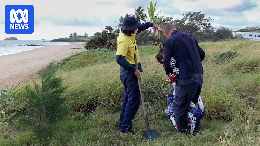 Council criticised for removing 'illegally planted' trees from sensitive sand dunes