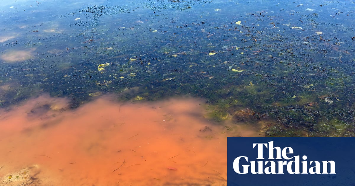 Mystery pink slime on secluded Tasmanian beach prompts fears of potential algal bloom | Tasmania