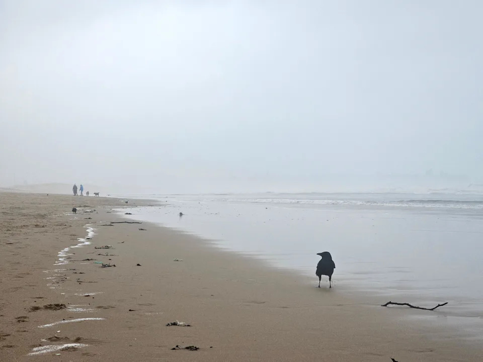 A general view of the sandy beach at South Shields. A crow is standing on the shore, which is wet from the receding tide. The whole area is covered in a light mist. Two people are walking two dogs in the distance.