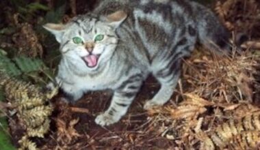 Cats kill estimated 100 million birds a year in New Zealand