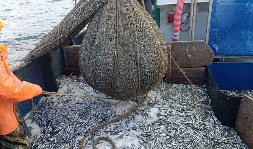 Moldova unites with neighbors against poaching in the Black Sea