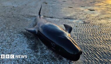 A pilot whale that has washed up on Farewell Spit