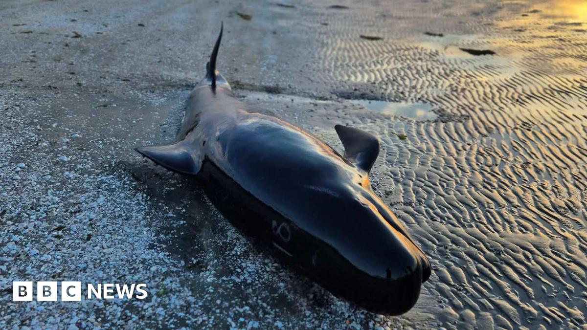 A pilot whale that has washed up on Farewell Spit