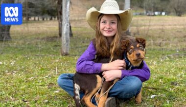 Puppies of Muster Dogs champion find homes with next generation of farmers