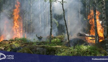 Балчик е с най-много горски пожари в Североизточна България през 2025 г.