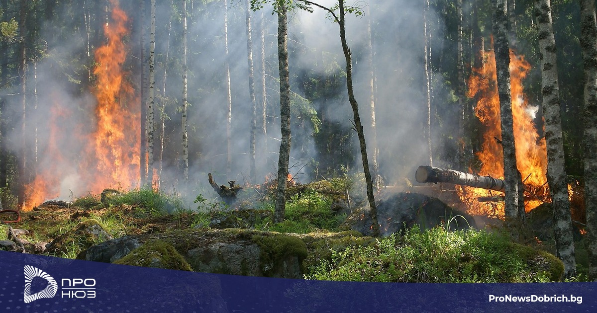 Балчик е с най-много горски пожари в Североизточна България през 2025 г.