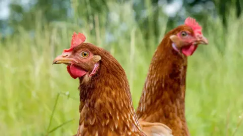 Getty Images Two brown hens with red combs standing in long grass