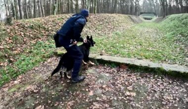 17 policyjnych czworonogów szkoleniem zakończyło miniony rok - Aktualności