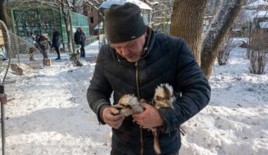 Lions injured, birds killed — Russian attack strikes eco-park near Kharkiv