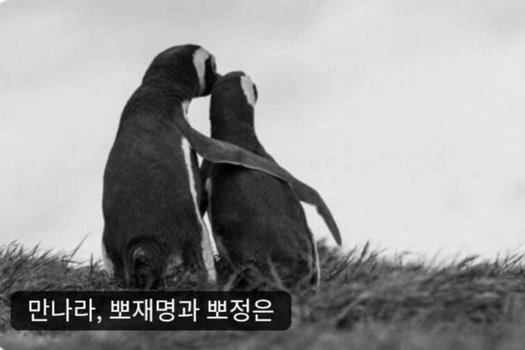 Pororo pops up in Lee's message to North Korea