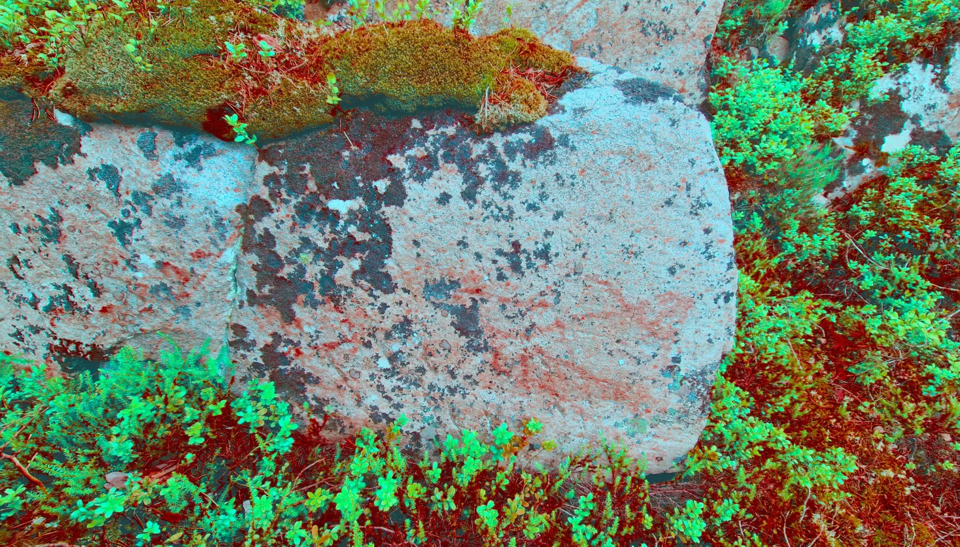 ETTER: De nyoppdagede maleriene blir bedre synlig med ulike former for bildebehandling. Her kan man tydelig se en fiskefigur og en geometrisk figur som kan være en båt. Foto: Jan Magne Gjerde / NIKU