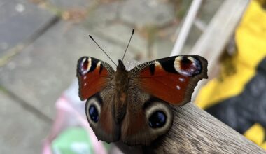 01/01/26 Er denne fætter ikke ude lidt for tidligt?