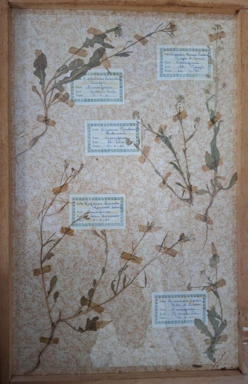 Another example of plant specimens found in the herbarium.