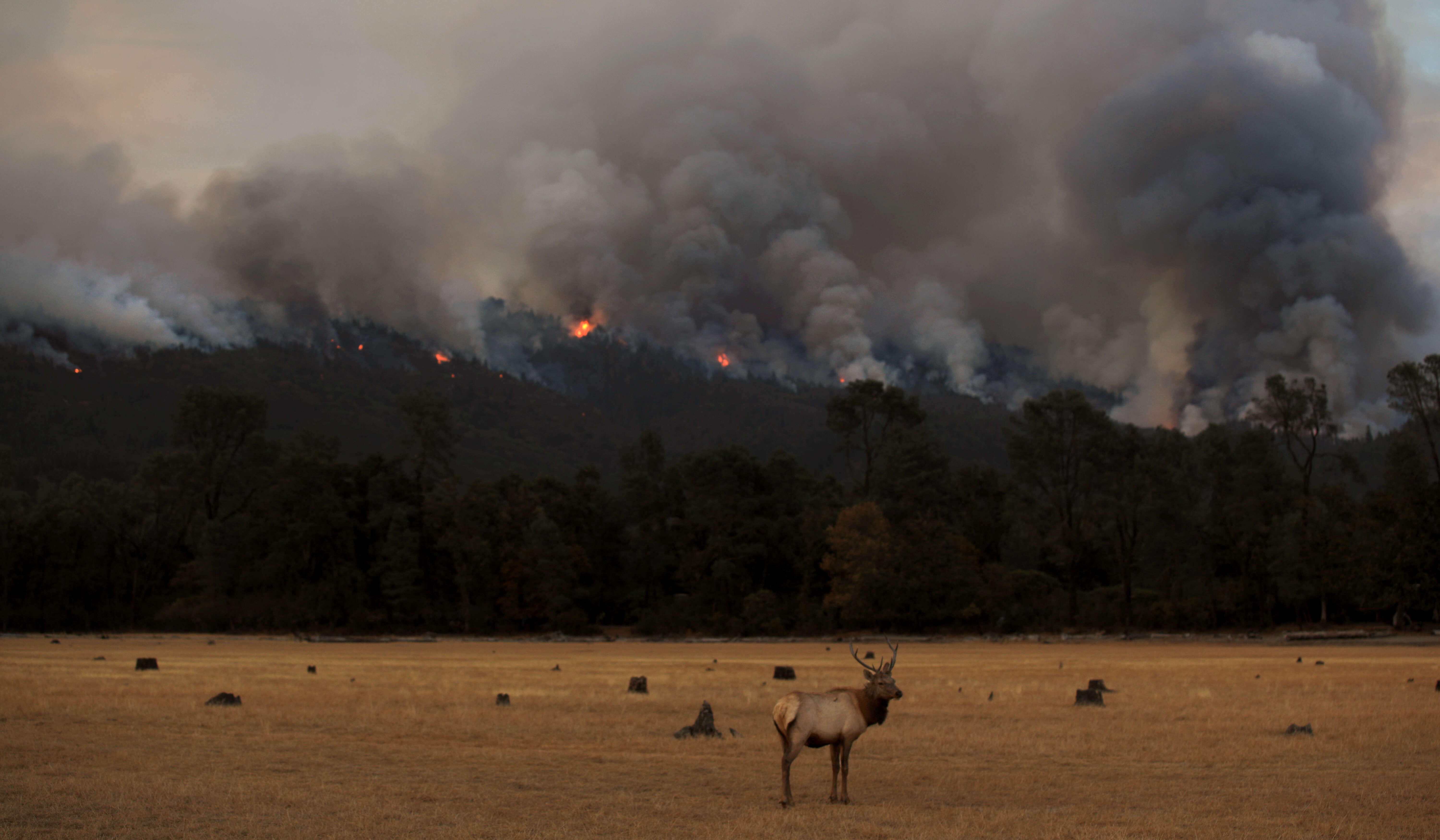An elk pauses in partially dry Lake Pillsbury as the...