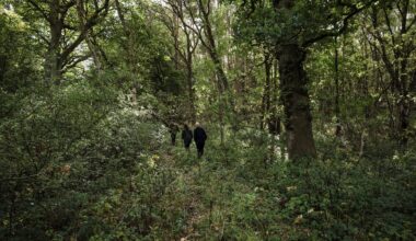 UK ‘largely off track’ on environmental targets, warns regulator