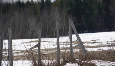 8 Haitian asylum seekers arrested in Hemmingford, Que.